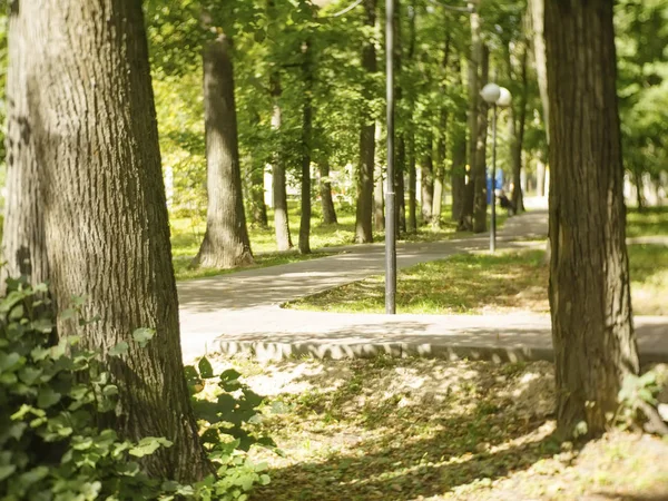 Paved Path Park Summer Moscow — Stock Photo, Image