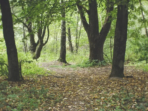 Sentier Sur Terrain Dans Parc Automne Moscou — Photo