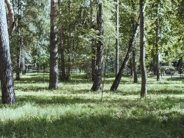 Ścieżka Ziemi Parku Jesienią Moskwa — Zdjęcie stockowe