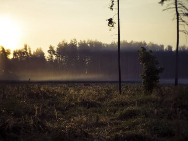 Sabah sisi ormandan tarlaya, Rusya 'ya geliyor.
