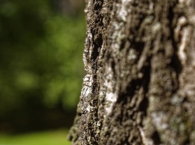 birch bark in summer close-up, Russia