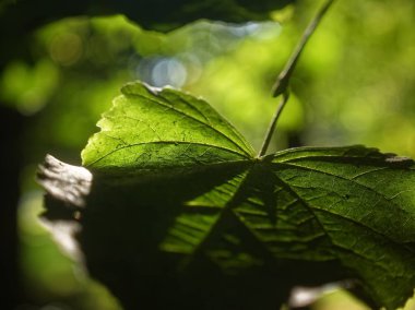 Linden leaves in summer close-up, Russia