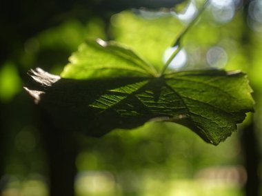 Linden leaves in summer close-up, Russia