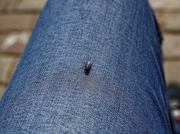 Voar Sentado Jeans Verão Close — Fotografia de Stock