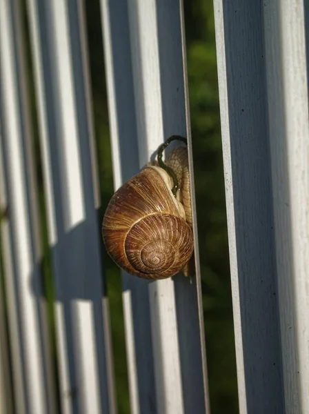 Grande Caracol Rasteja Uma Cerca Rússia — Fotografia de Stock