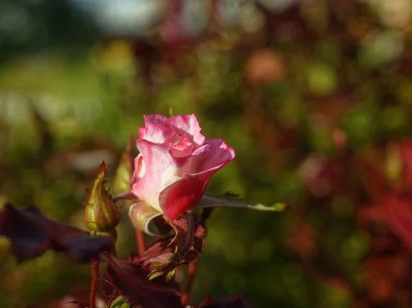 Rosa Pálida Jardim Verão Rússia — Fotografia de Stock