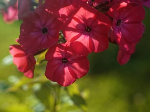 Roter Phlox Garten Sommer Russland — Stockfoto