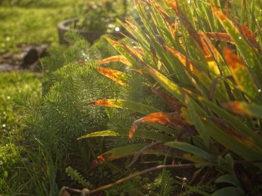 grass with sharp leaves in the garden in summer, close-up