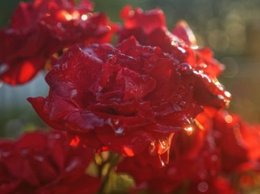 Bush roses in the evening in the garden, Russia