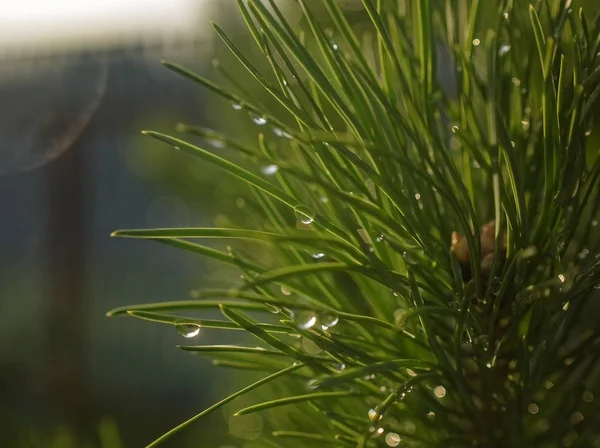 Jehličí Mladého Vánočního Stromku Létě Detailní Záběr — Stock fotografie