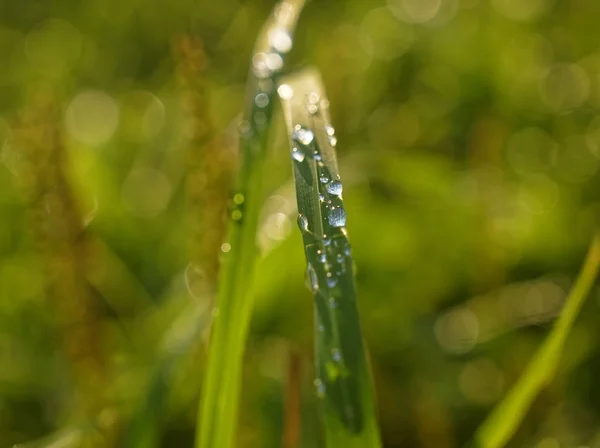 Water Drops Rain Grass Russia — 스톡 사진