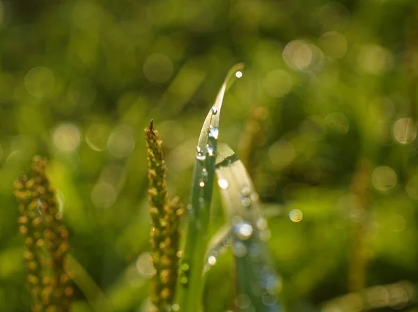 Water Drops Rain Grass Russia — 스톡 사진