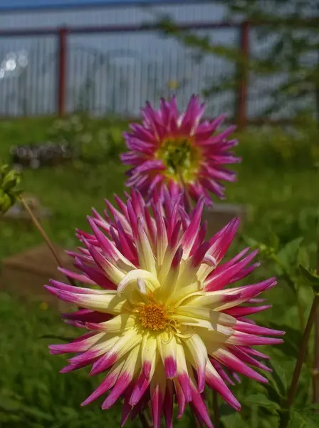 Dahlia Bahçede Yetişir Yazın Rusya — Stok fotoğraf