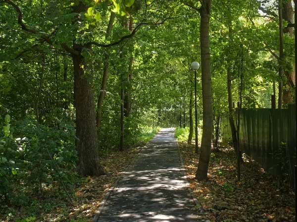 Paved Path Forest Summer Moscow — Stock Photo, Image