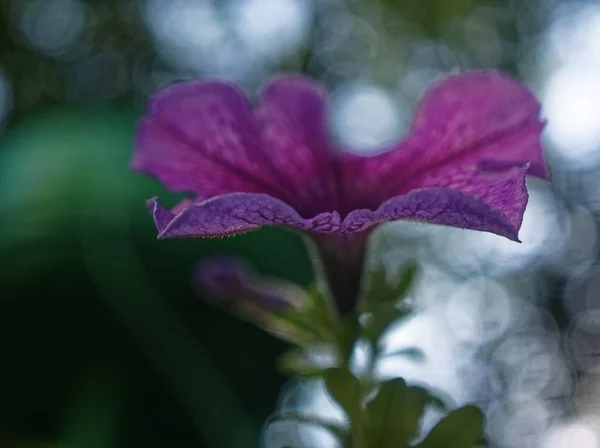 Фиолетовый Цветок Летний Вечер Крупным Планом — стоковое фото