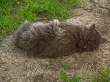 Koyu kahverengi tüylü kedi yerde yatıyor, Moskova