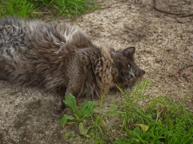 Koyu kahverengi tüylü kedi yerde yatıyor, Moskova