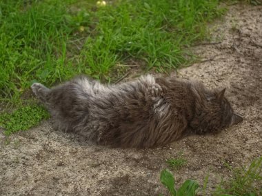 Koyu kahverengi tüylü kedi yerde yatıyor, Moskova