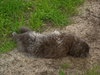 Koyu kahverengi tüylü kedi yerde yatıyor, Moskova
