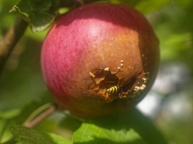 Rusya 'da eşek arısı ağaçta elma yiyor.
