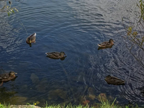 夏天野鸭在莫斯科的一个池塘里游泳 — 图库照片