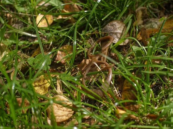 Lunettes Plastique Cassé Sur Herbe Moscou — Photo