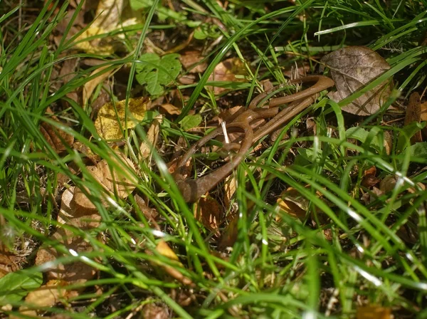 Gebroken Plastic Bril Het Gras Moskou — Stockfoto