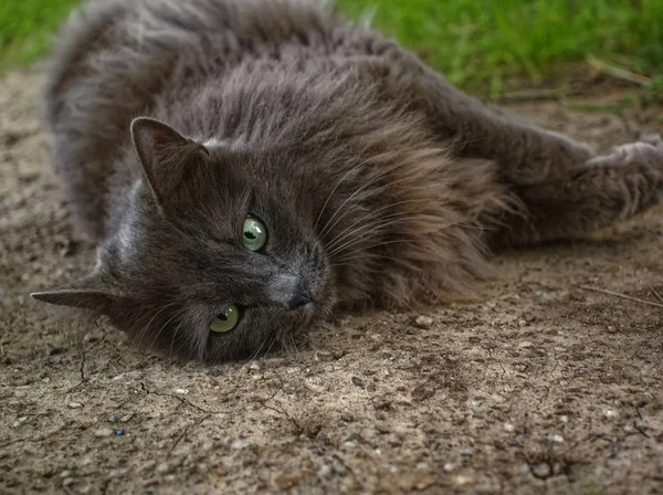 Koyu Kahverengi Tüylü Kedi Yerde Yatıyor Moskova — Stok fotoğraf