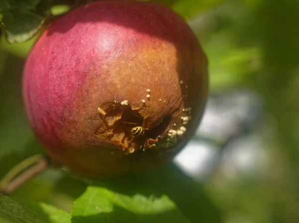 Guêpe Mangeant Une Pomme Sur Arbre Russie — Photo