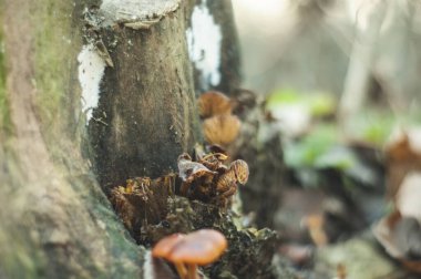 portakal mantarları sonbaharda bir kütükte büyüdü, Rusya