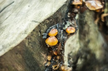 portakal mantarları sonbaharda bir kütükte büyüdü, Rusya