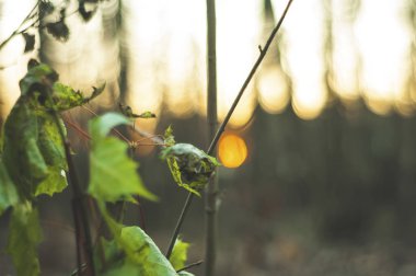 Akçaağaç yaprakları kurudu Moskova 'da.