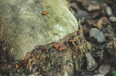 portakal mantarları sonbaharda bir kütükte büyüdü, Rusya