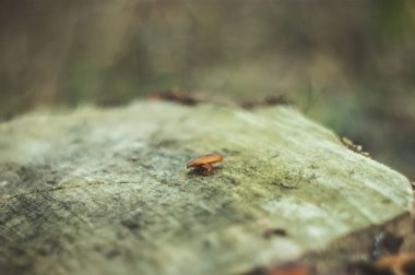 portakal mantarları sonbaharda bir kütükte büyüdü, Rusya