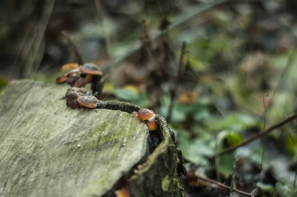 Orangenpilze Wuchsen Herbst Auf Einem Baumstumpf Russland — Stockfoto