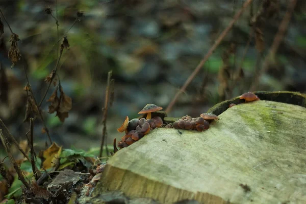 Funghi Arancioni Sono Cresciuti Ceppo Autunno Russia — Foto Stock