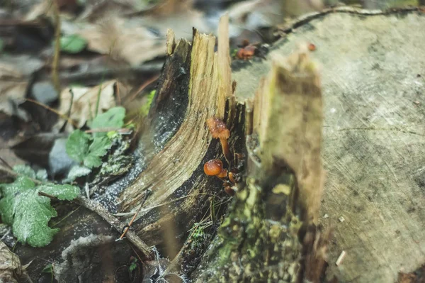 Champignons Oranges Poussaient Sur Moignon Automne Russie — Photo