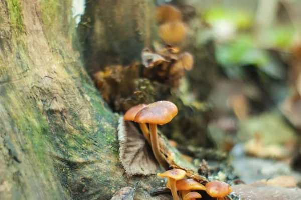 Orange Mushrooms Grew Stump Autumn Russia — Stock Photo, Image