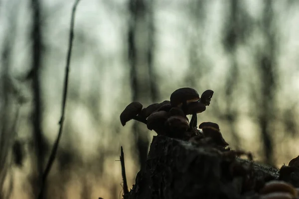 Champignons Oranges Poussaient Sur Moignon Automne Russie — Photo