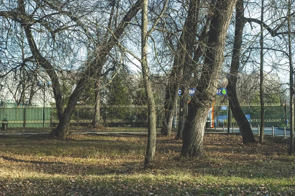 Деревья Парке Осенью Солнечный День Москва — стоковое фото