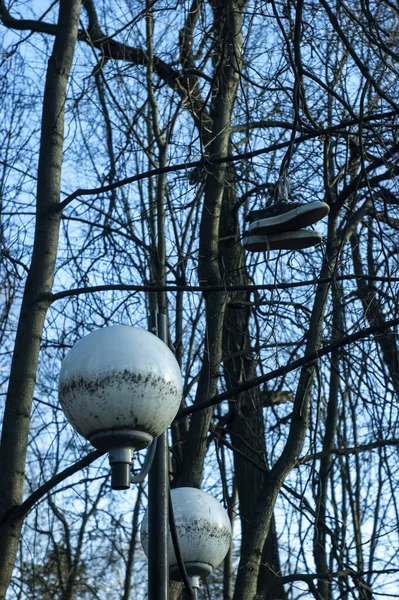 Sportschoenen Hangend Aan Een Boom Moskou — Stockfoto