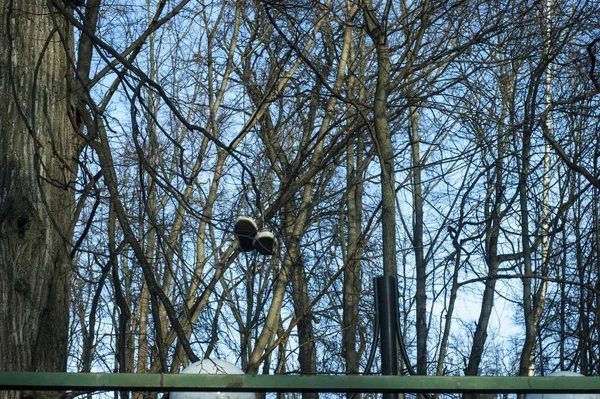 Chaussures Sport Suspendues Arbre Moscou — Photo