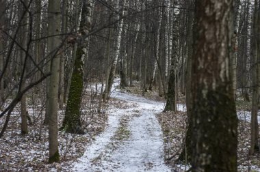 Moskova 'da ormanda çok az kar var.