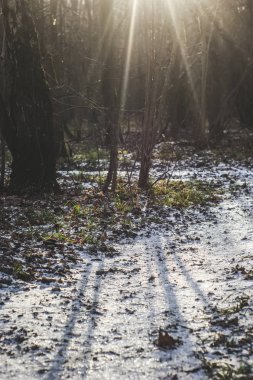 Moskova 'da ormanda çok az kar var.