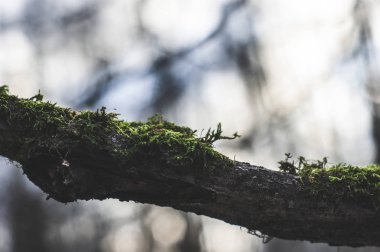 Kışın ağaçta yeşil yosun, Moskova