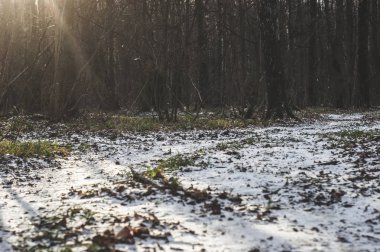 Moskova 'da ormanda çok az kar var.