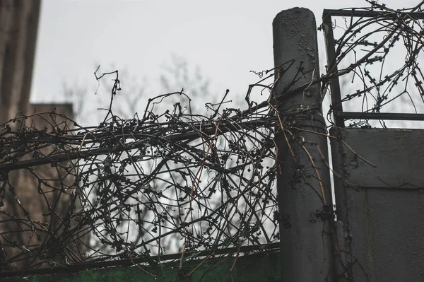 Колючая Проволока Бетонном Заборе Москва — стоковое фото