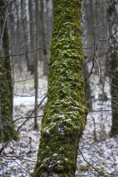 Mousse Verte Sur Arbre Hiver Moscou — Photo