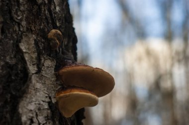 Moskova 'da kışın huş ağacında mantar yetişir.