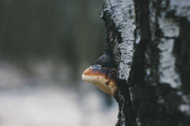 Moskova 'da kışın huş ağacında mantar yetişir.